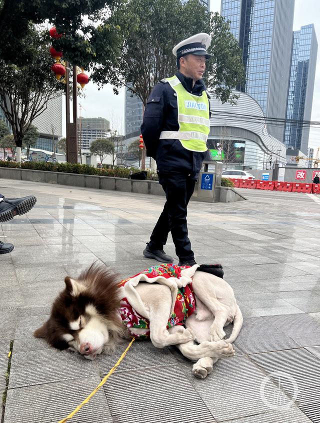 快来领你的花棉袄！它乱穿马路被“暂扣”了