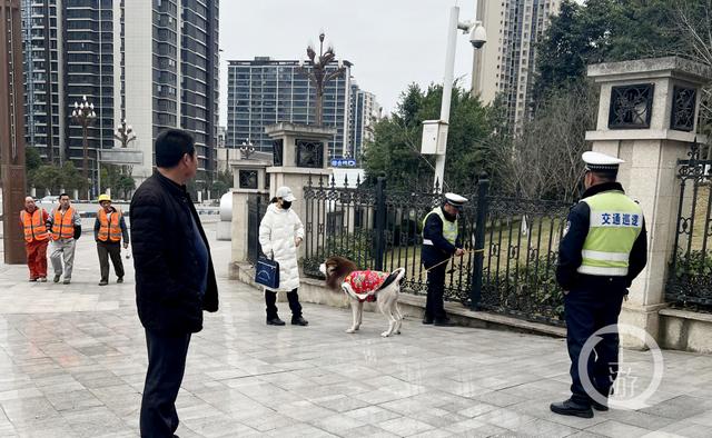 快来领你的花棉袄！它乱穿马路被“暂扣”了