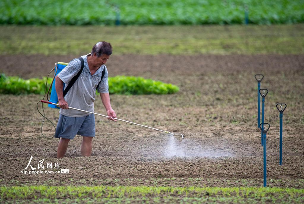 海南琼海：春雨润田园 春管正当时