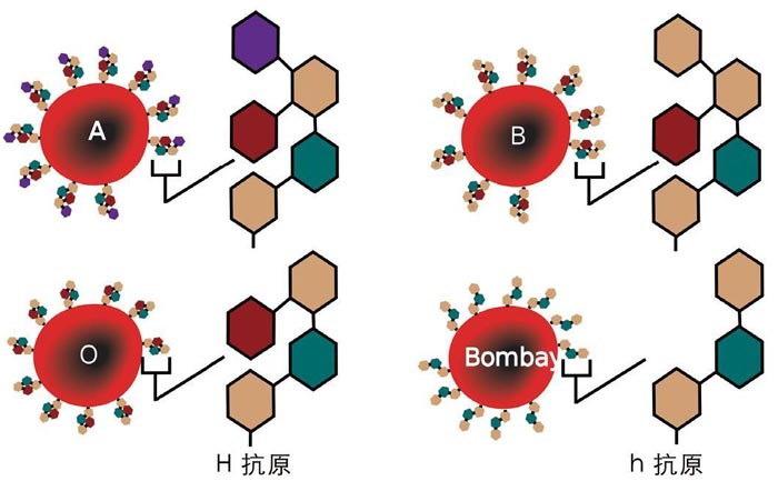 血型到底有什么用？