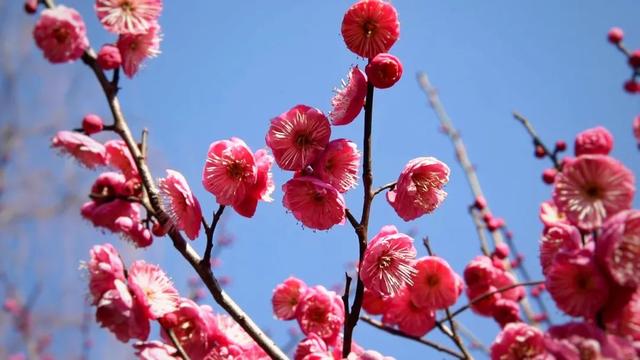 探梅！与美景和芳香撞个满怀