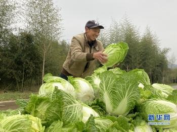 新春走基层｜福建政和：不负春光 万象“耕”新