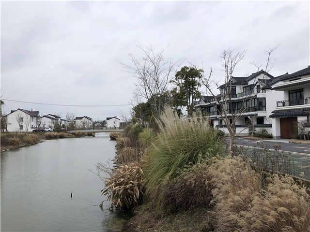 喝个本帮早茶体验非遗文化，这个乡村振兴示范村要打造“都市里的村庄”