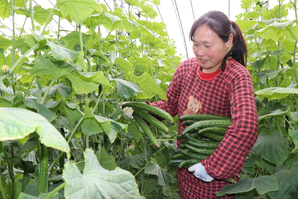 亳州市谯城区：采收大棚蔬菜 丰富“惠民菜篮子”