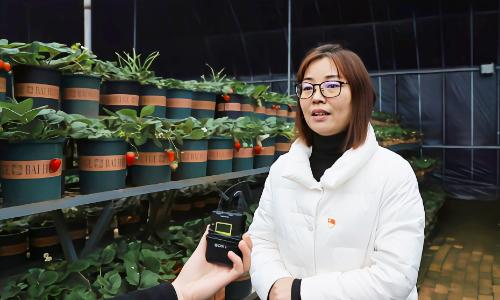 三门峡市渑池县：新鲜！这里的草莓按“盆”卖