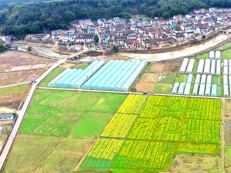 光泽县定位种植迎春一号油菜进入观赏期