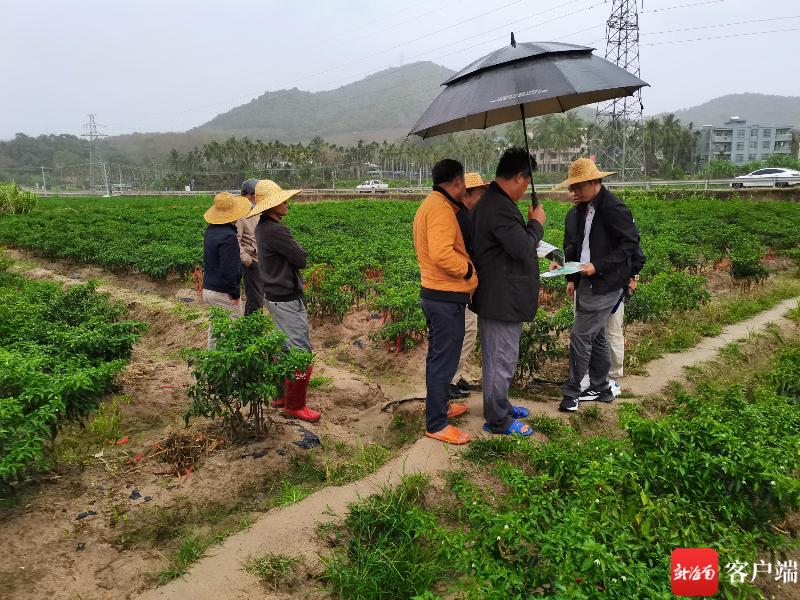 三亚农技专家走进田间地头指导农户为瓜菜防寒