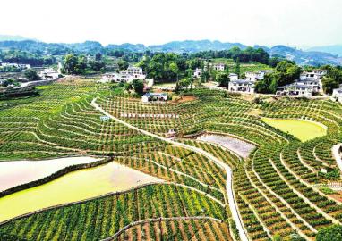 现代农业绘新景 沃野田畴展新颜