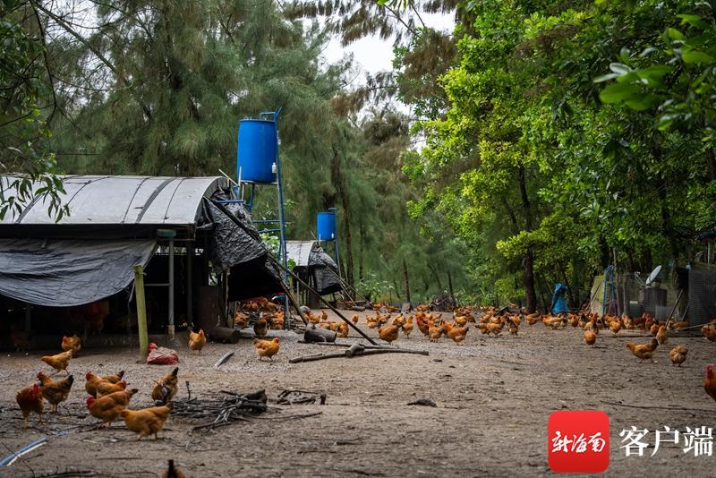 热带特色高效农业看海南 | “流水线”上养殖 一人可管3万只文昌鸡