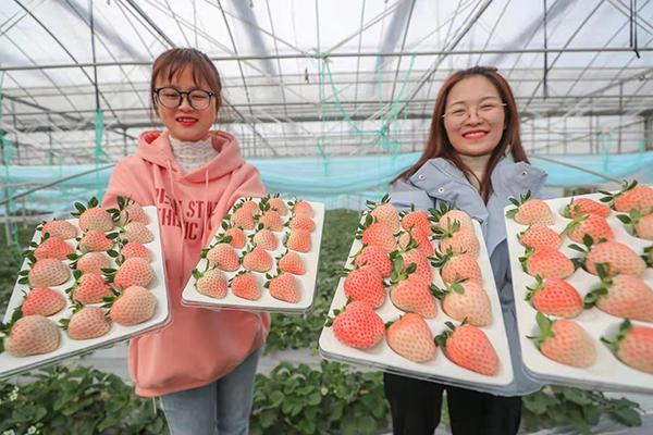 浙江德清：温室大棚种上“粉玉”草莓，经济效益看得见