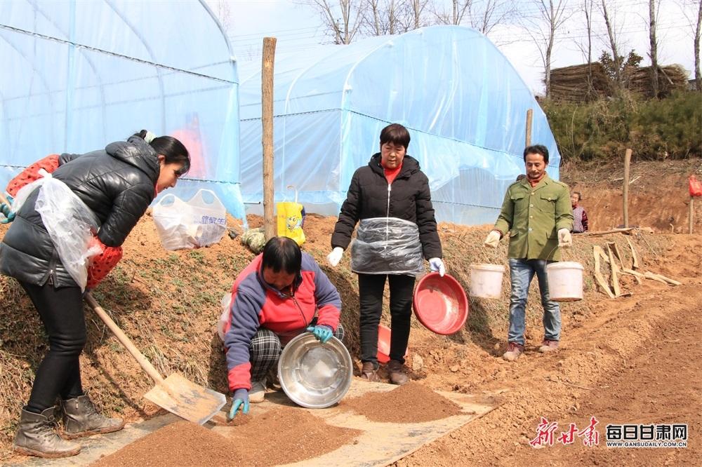 成县红川镇种植辣椒拓宽致富路