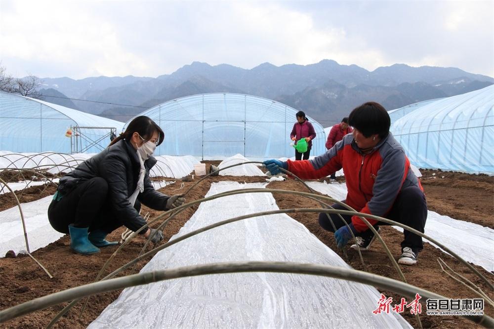 成县红川镇种植辣椒拓宽致富路