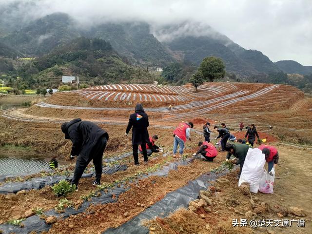 黄石阳新县王英仙岛湖景区：人勤春早种茶忙