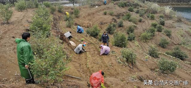 黄石阳新县王英仙岛湖景区：人勤春早种茶忙