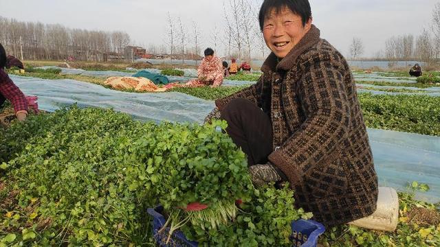 乡村振兴上台阶 河南尉氏县大桥乡着力发展蔬菜种植