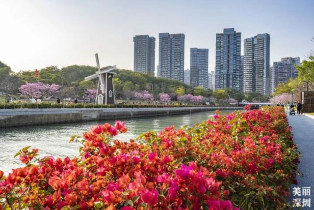 沉浸！沉醉！深圳这片粉紫花海太梦幻了