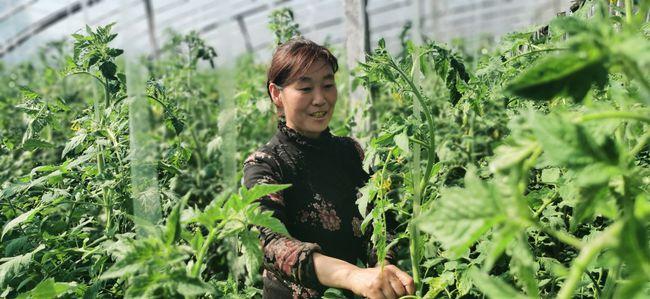 东港:新春种下新希望 大棚蔬菜长势好