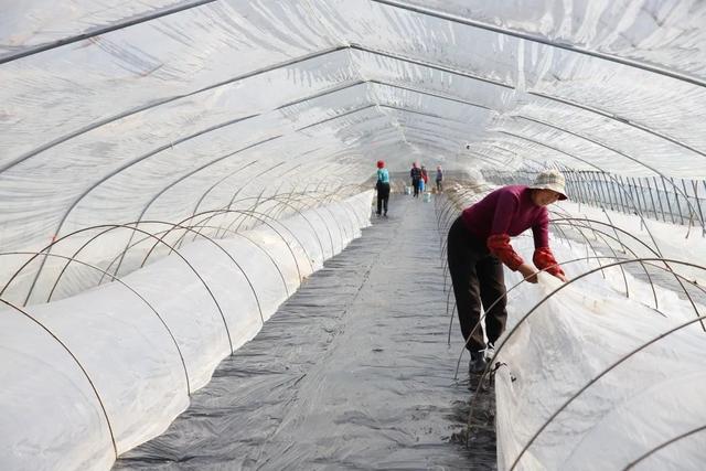 皮薄、汁多、味甜！金山“小皇冠”的美味已经开始孕育