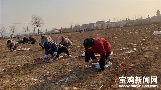 宝鸡凤翔区：小洋葱做出大产业