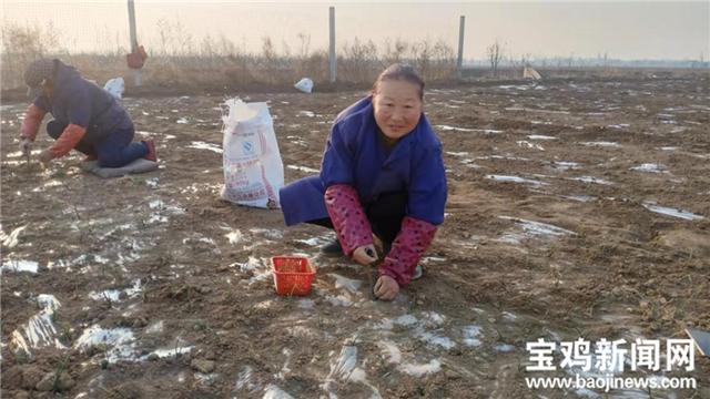 宝鸡凤翔区：小洋葱做出大产业