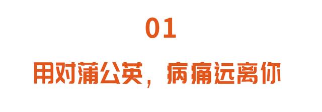 “药草皇后”蒲公英，养肝排毒，根、叶功效各不同，但5类人慎吃