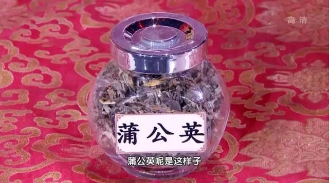 “药草皇后”蒲公英，养肝排毒，根、叶功效各不同，但5类人慎吃