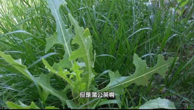 “药草皇后”蒲公英，养肝排毒，根、叶功效各不同，但5类人慎吃