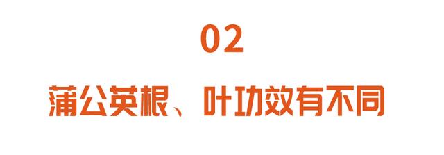 “药草皇后”蒲公英，养肝排毒，根、叶功效各不同，但5类人慎吃