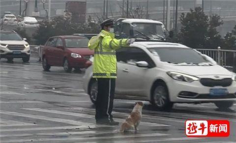 这只流浪狗陪着交警，绍兴路口一站就是2年