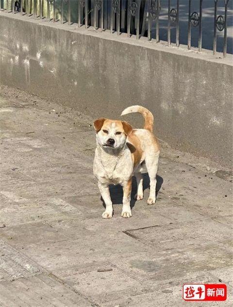 这只流浪狗陪着交警，绍兴路口一站就是2年