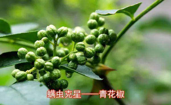 壹点上新啦（62）万物复苏的时节，先来个大扫除？