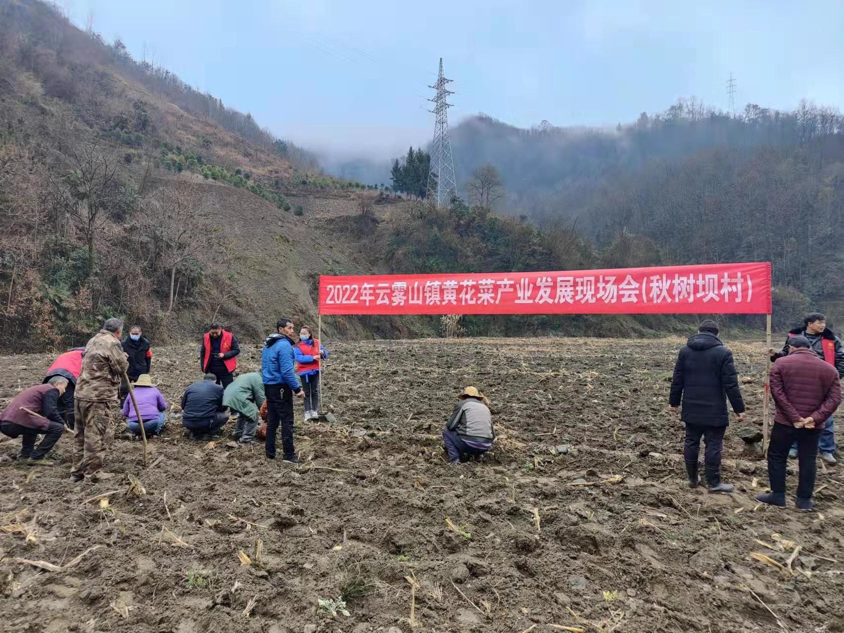 【走进乡村看小康】陕西石泉县:云雾山下春事忙