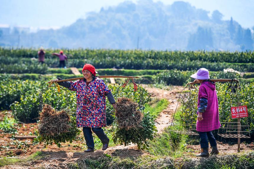 江西丰城：种好油茶树 拓宽致富路