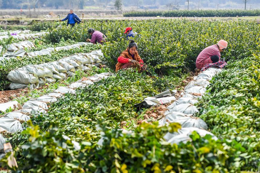 江西丰城：种好油茶树 拓宽致富路