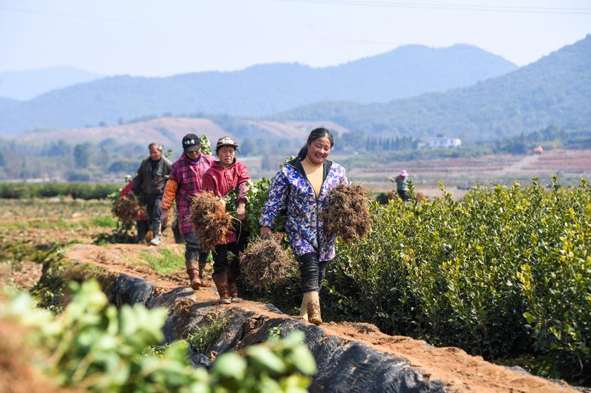 江西丰城：种好油茶树 拓宽致富路