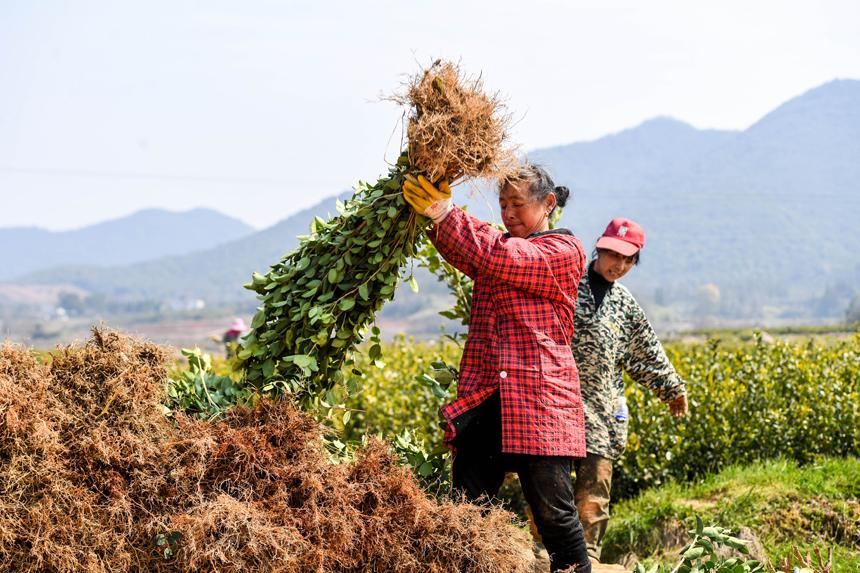 江西丰城：种好油茶树 拓宽致富路