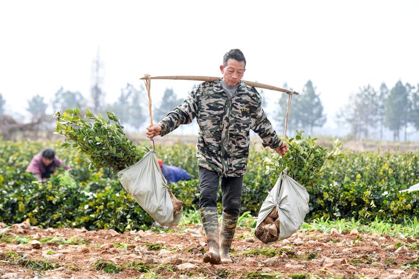 江西丰城：种好油茶树 拓宽致富路