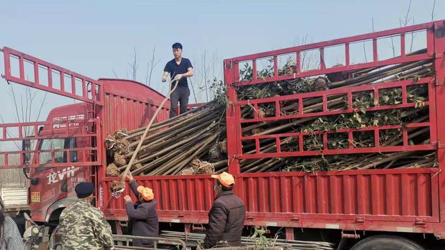 河南尉氏县大桥乡：乡村绿化植树忙 春来添绿正当时