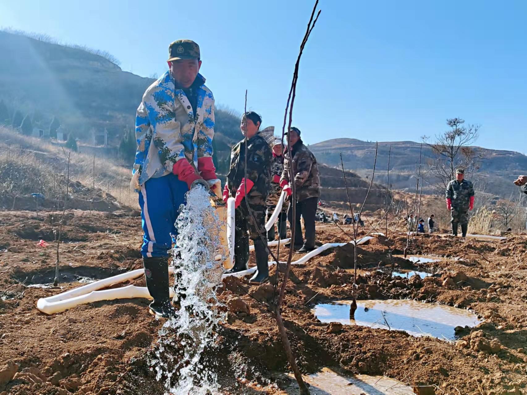 下期城村栽下“摇钱树” ，绿化致富两不误