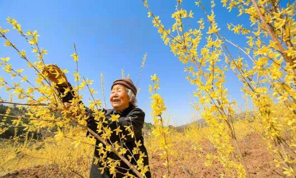 美景即“钱”景，河南卢氏连翘花季邀你来