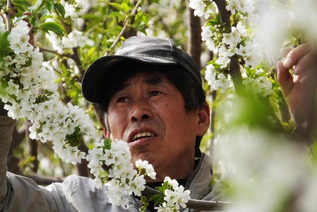 山西新绛：樱桃花开报春来