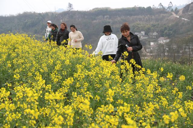 广安区大安悦来粮油现代农业园区的油菜花开了，快来感受春的气息吧