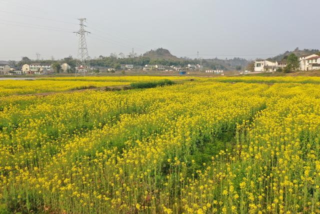 广安区大安悦来粮油现代农业园区的油菜花开了，快来感受春的气息吧