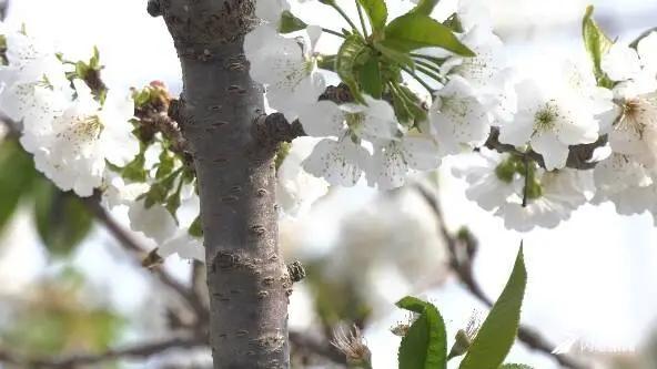 大棚樱桃花开满园，潍坊峡山区种植户增收有了新路径