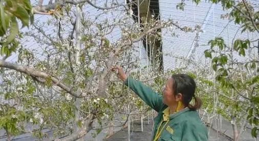 大棚樱桃花开满园，潍坊峡山区种植户增收有了新路径