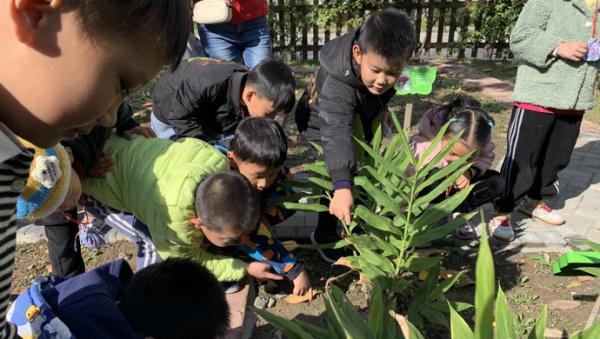 在崧泽校园“百草园”里学当小中医，学生心中播撒下传承传统中医药文化的种子