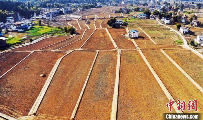 四川蓬安：养好土地种好粮 高标准农田建设美入画