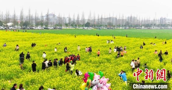 万亩油菜花竞相开放 浙江瑞安花海美景带来好“钱景”