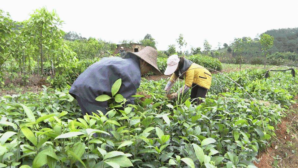 肇庆德庆：大力发展南药产业助力乡村振兴