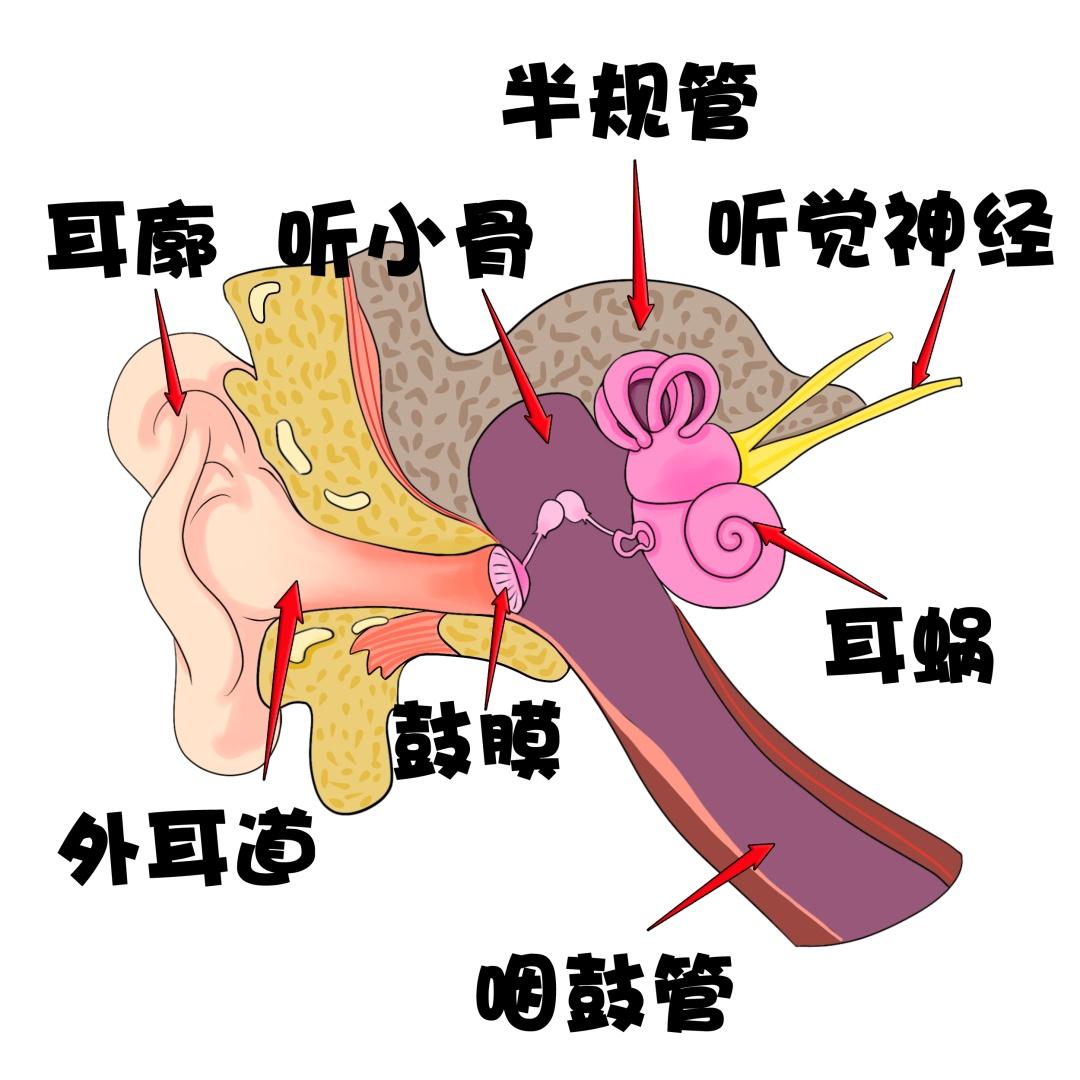 什么是“听过耗?”？听力受损不可逆？